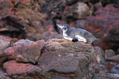Galapagos Penguin lying on rocks at Bartolome island, Galapagos  clipart