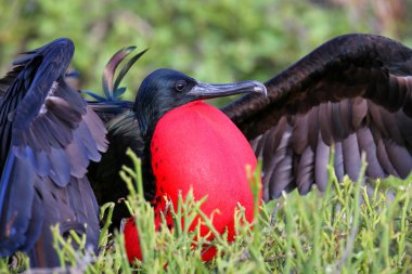 Erkek büyük Frigatebird (Fregata küçük) görüntüleme