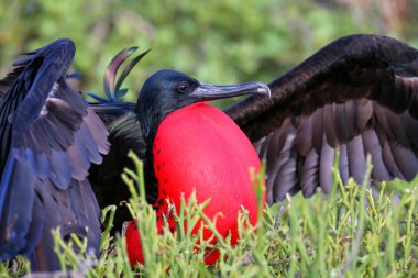 Male Great Frigatebird (Fregata minor) displaying clipart