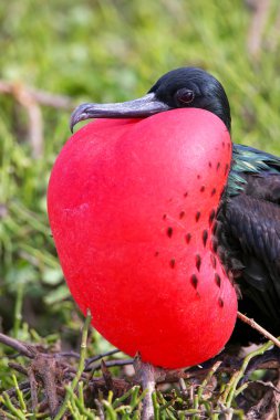 Erkek büyük Frigatebird Genovesa Adası, Galapagos Ulusal Pa
