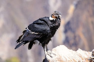 Andean Condor sitting at Mirador Cruz del Condor in Colca Canyon clipart