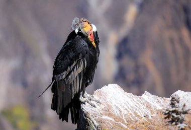 Andean Condor sitting at Mirador Cruz del Condor in Colca Canyon clipart