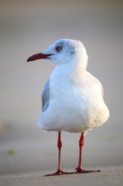 Paracas Bay, Peru 'da bir sahilde gri başlı martı.