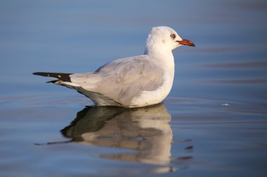 Paracas Bay, Peru 'da bir sahilde gri başlı martı.