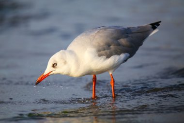 Paracas Bay, Peru 'da bir sahilde gri başlı martı.