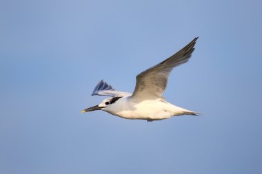 Paracas Körfezi üzerinde uçan Sandwich Tern, Peru