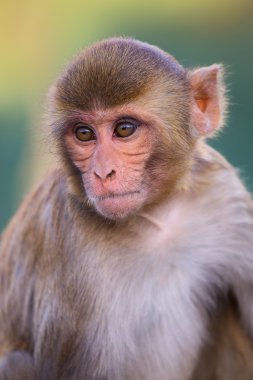 Rhesus Makakka Portresi (Macaca Mulatta)