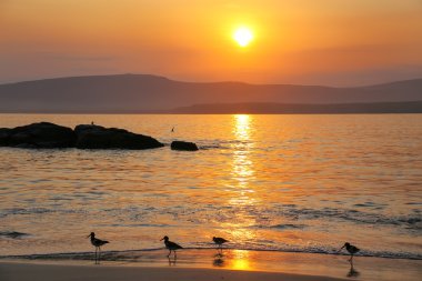 Sunrise at La Mina Beach with silhouetted sandpipers, Paracas Na clipart