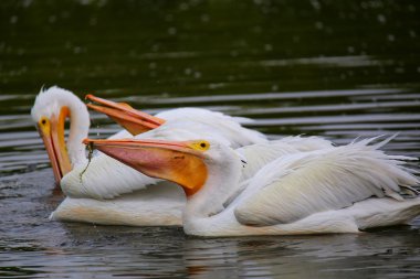Beyaz besleme Pelikan (Pelecanus erythrorhynchos)