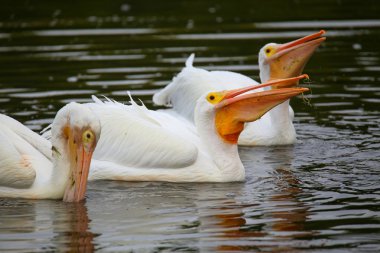Beyaz besleme Pelikan (Pelecanus erythrorhynchos)