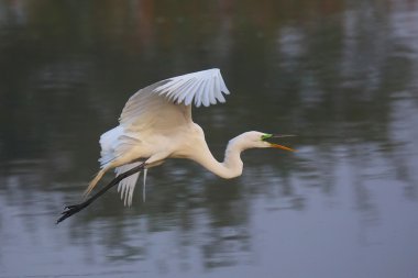 Uçan Akbalıkçıl (Ardea alba)