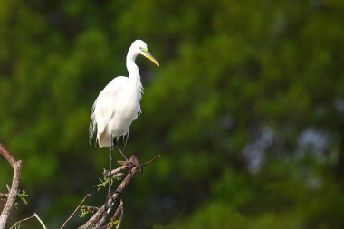 Büyük Egret (ardea alba)