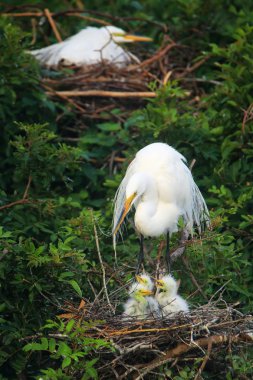 Büyük Egret (ardea alba)