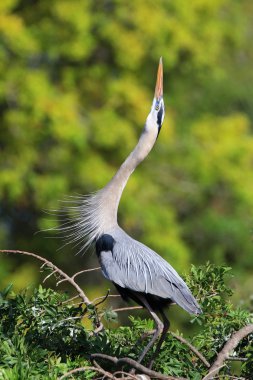 Büyük mavi balıkçıl ekran breading içinde. Bu en büyük Kuzey buyum