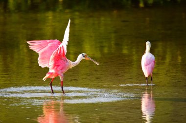 pembe kaşıkçı (platalea ajaja)