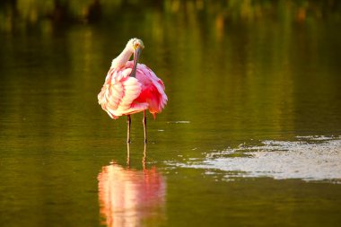 pembe kaşıkçı (platalea ajaja)
