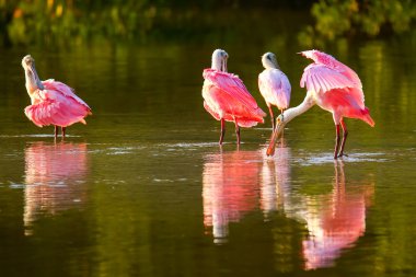 Pembe Spoonbills (Platalea ajaja)