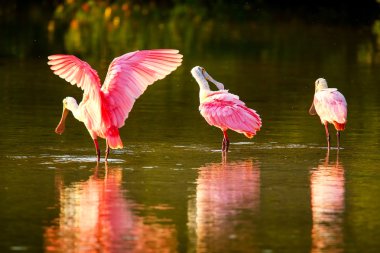 Pembe Spoonbills (Platalea ajaja)