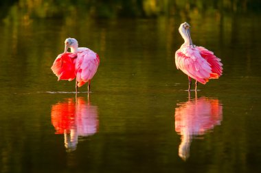 Pembe Spoonbills (Platalea ajaja)