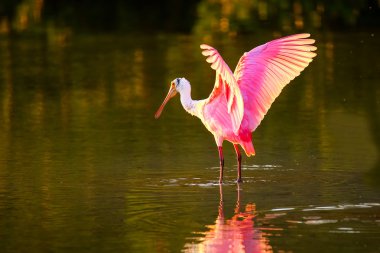 pembe kaşıkçı (platalea ajaja)