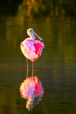 pembe kaşıkçı (platalea ajaja)