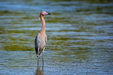 Kırmızımsı ak balıkçıl (Egretta rufescens) 