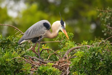Büyük mavi balıkçıl duran bir yuva. Büyük Kuzey Ame olduğunu