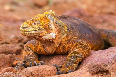 Galapagos arazi Iguana Adası Kuzey Seymour Galapagos Nationa