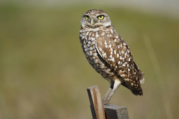 Burrowing Owl sitting on a wooden pole — Stock Photo, Image