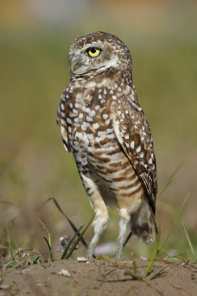 Gravende uil staande op de grond — Stockfoto