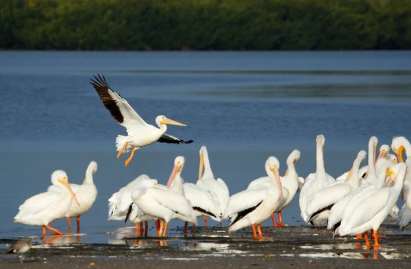 White pelicans at Ding Darling National Wildlife Refuge — Stockfoto