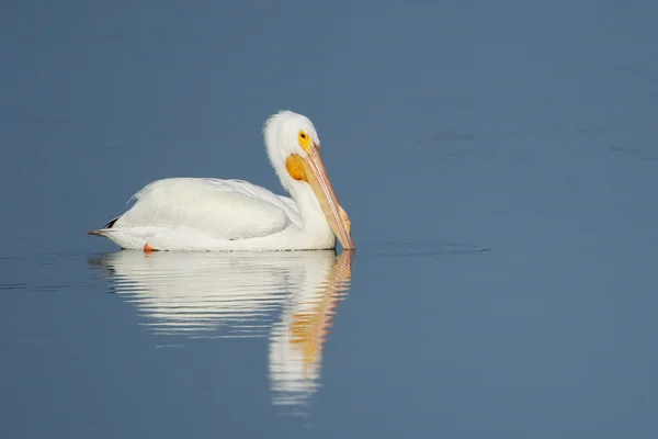 Pelícano blanco en un agua — Foto de Stock