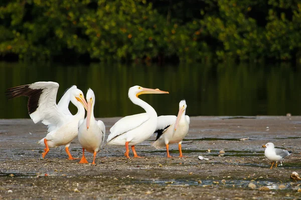 White pelicans at Ding Darling National Wildlife Refuge — Stock Photo, Image