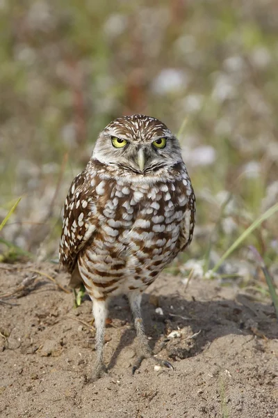 Burrowing Owl standing on the ground — Stock Photo, Image