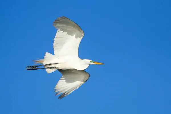 Great Egret (Ardea alba) in flight — Stock Photo, Image