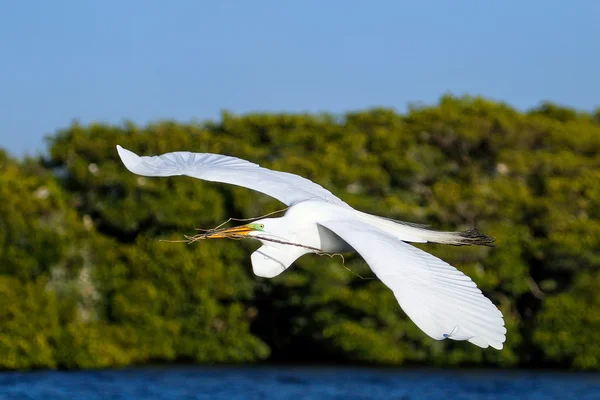 Grote zilverreiger (ardea alba) tijdens de vlucht — Stockfoto