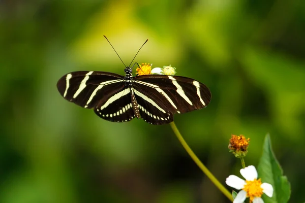 Zebra Longwing butterfly (Heliconius charithonia) — Stock Photo, Image