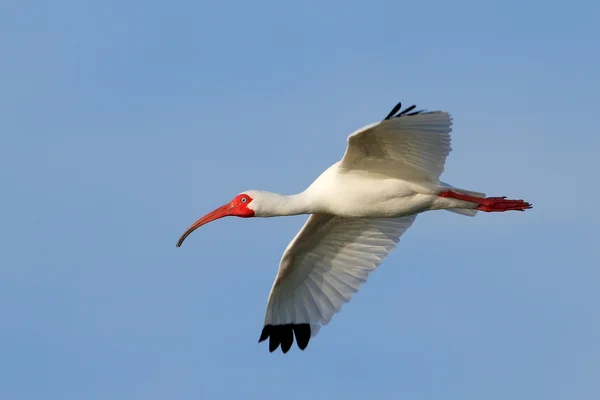 Hvid Ibis flyver i blå himmel - Stock-foto