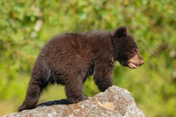 Baby Amerikaanse zwarte beer — Stockfoto