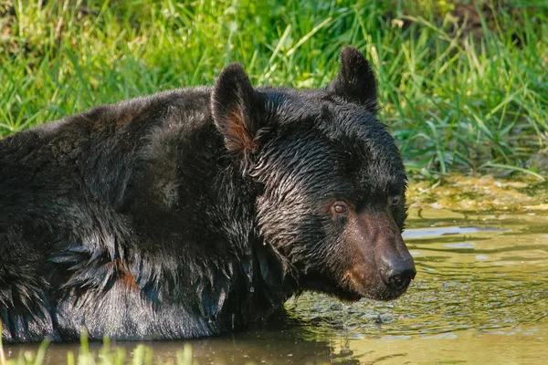 Amerikan kara ayısı (Ursus americanus) — Stok fotoğraf