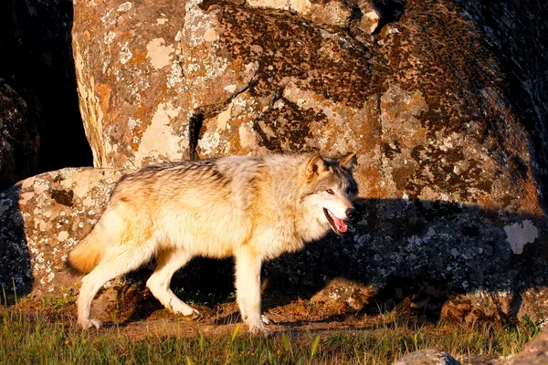 Lobo gris (Canis lupus) — Foto de Stock