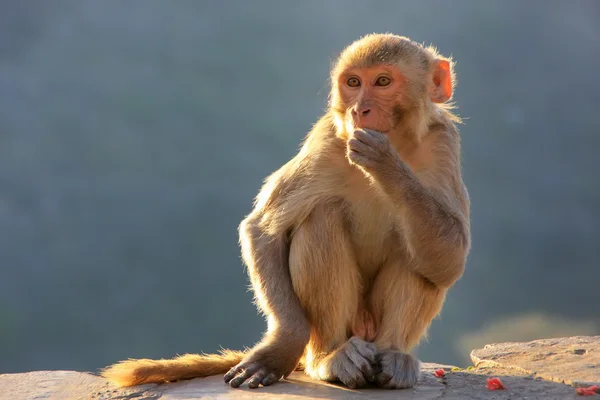 Rhesus macaque sitting near Galta Temple in Jaipur, Rajasthan, I — Stock Photo, Image