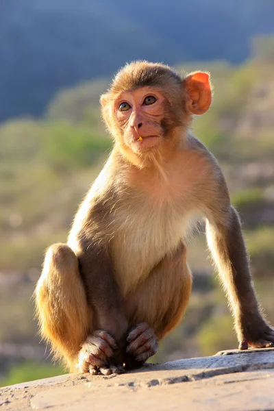 Rhesus Makaker sitter nära Galta templet i Jaipur, Rajasthan, jag — Stockfoto