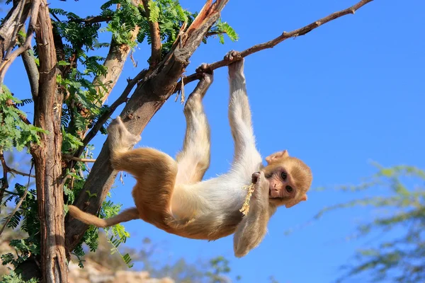 Rhesus macaque (Macaca mulatta) climbing tree near Galta Temple — Stock Photo, Image