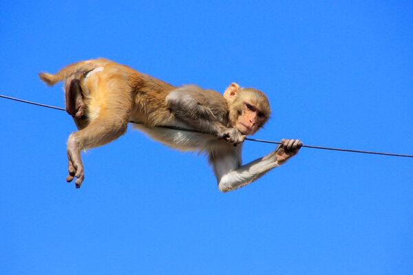 Резус-макак, играющий на проволоке возле Гальта-Оле в Джайпуре, штат Ра
