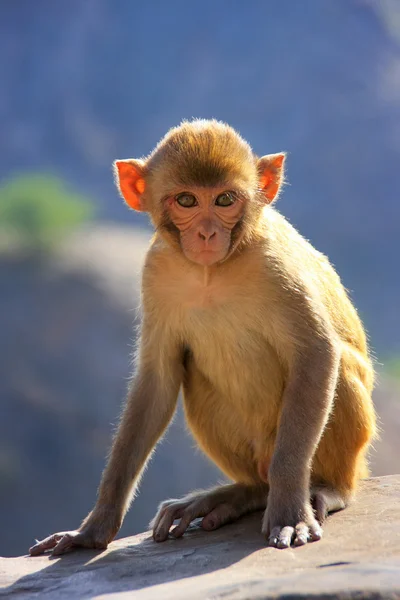 Rhesus macaque sentado cerca del templo de Galta en Jaipur, Rajasthan, I — Foto de Stock