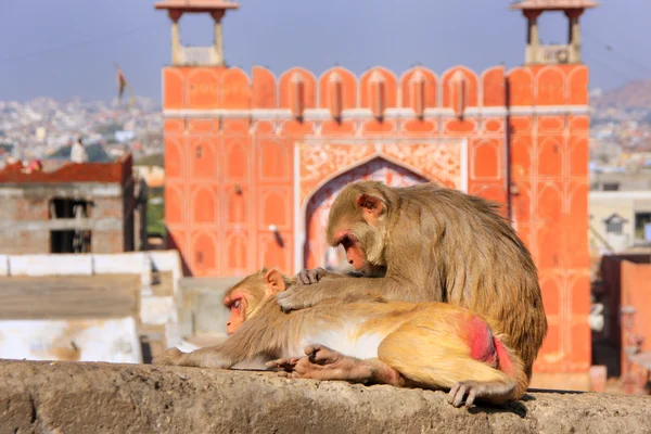 Rhesus macaque laying on a wall near Suraj Pol in Jaipur, Rajast — Stock Photo, Image