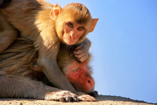 Macaco Rhesus com um bebê deitado em uma parede em Jaipur, Rajasthan — Fotografia de Stock