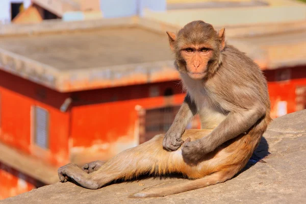 Rhesus macaque sentado em uma parede em Jaipur, Índia — Fotografia de Stock