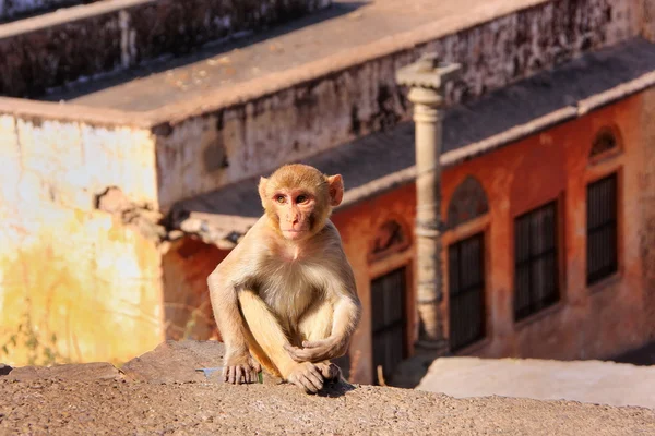 Young Rhesus macaque sitting on a wall in Jaipur, Rajasthan, Ind — Stock Photo, Image